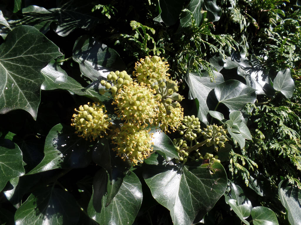 Il colchico autunnale e la bardana comune