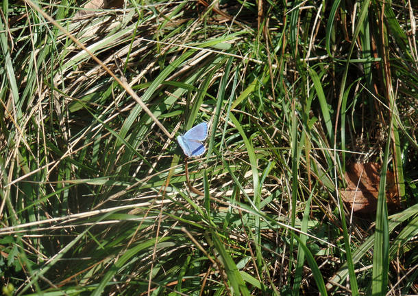 La parnassia e la menta d’acqua 