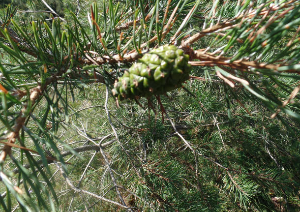 La parnassia e la menta d’acqua 