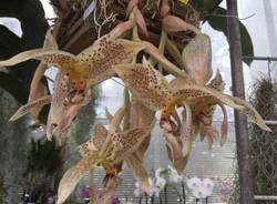 La "top ten" delle orchidee in mostra