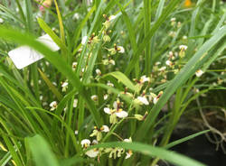 La "top ten" delle orchidee in mostra