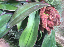 La "top ten" delle orchidee in mostra