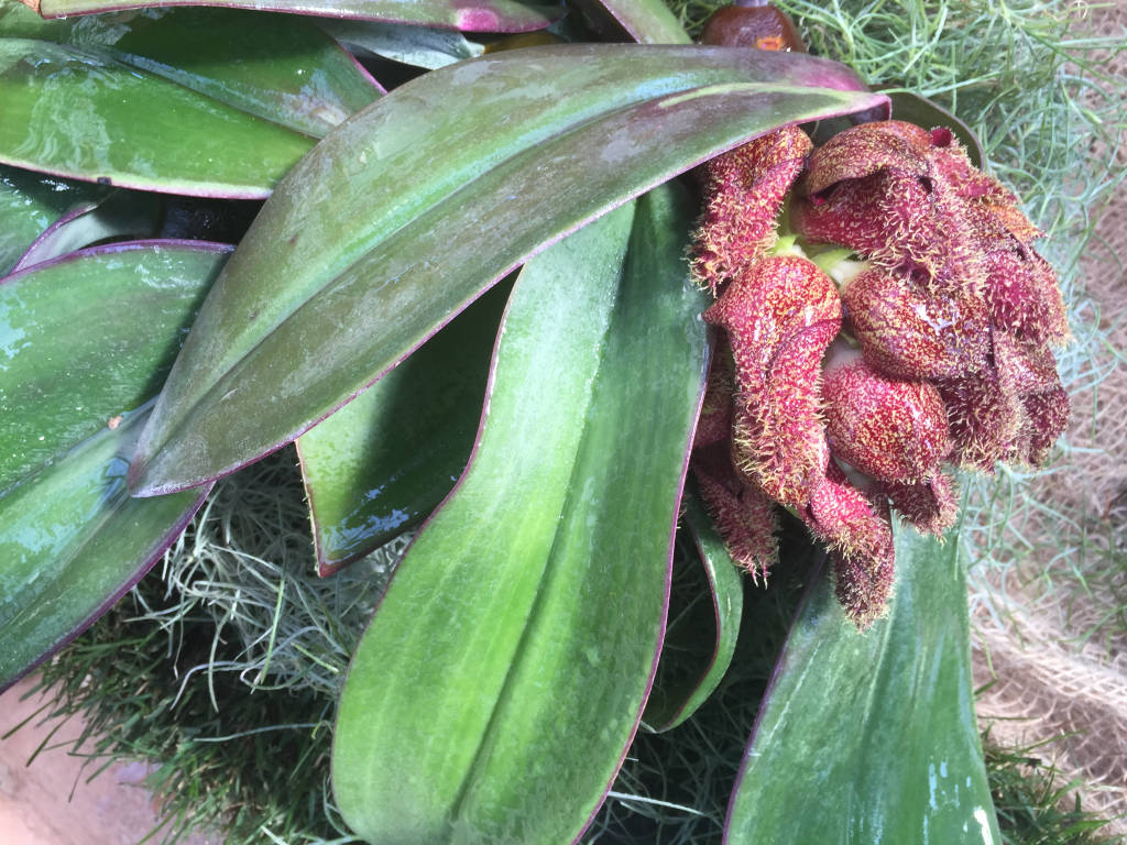 La "top ten" delle orchidee in mostra