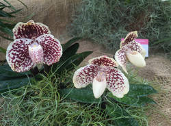 La "top ten" delle orchidee in mostra