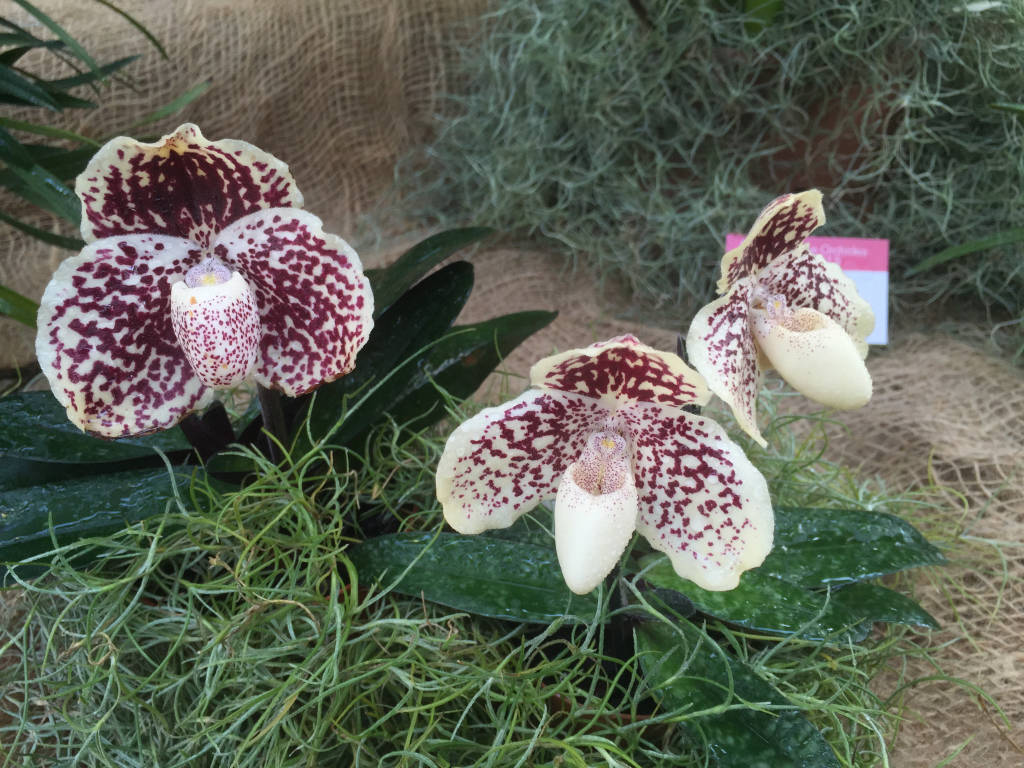 La "top ten" delle orchidee in mostra