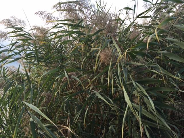 lago di piazza cazzago brabbia 29 settembre 2015