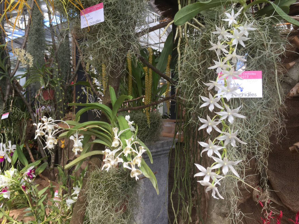 Orchidee in mostra