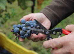 Volontari e bambini per la vendemmia comunale