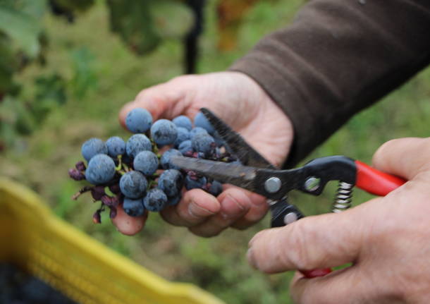 Volontari e bambini per la vendemmia comunale