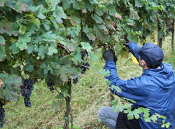 Volontari e bambini per la vendemmia comunale