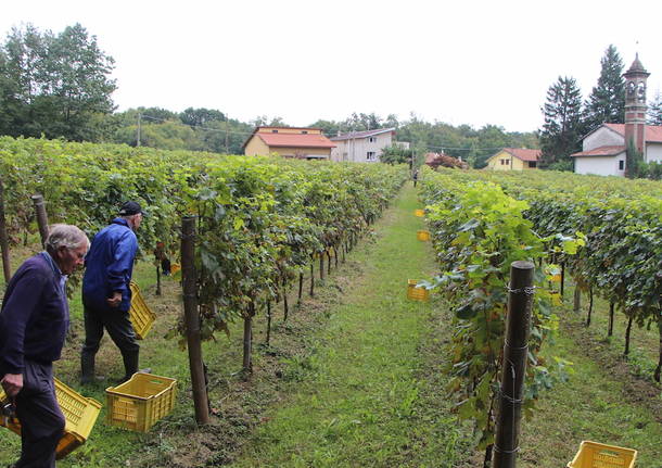 Volontari e bambini per la vendemmia comunale