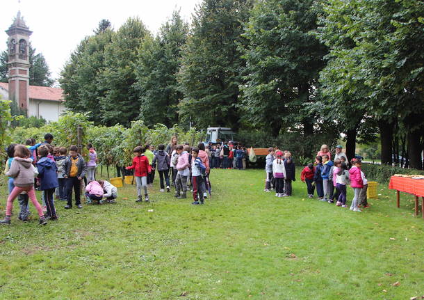 Volontari e bambini per la vendemmia comunale