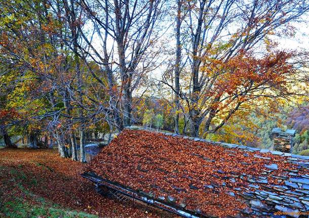 Bosco in autunno di Alberto Capoferri