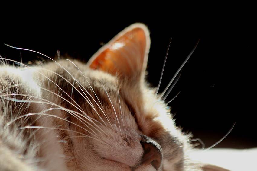 Cani e gatti che dormono (foto dei lettori)