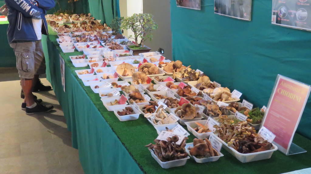 Mostra funghi Caldana