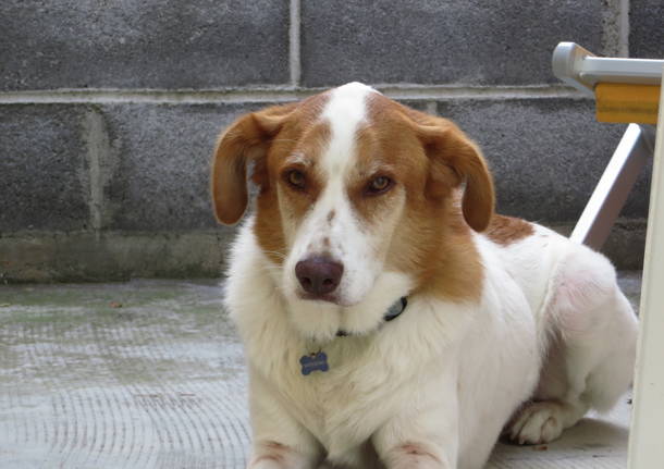 The best dog