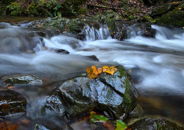 Ruscello autunnale