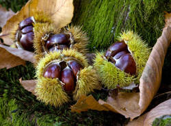 castagne