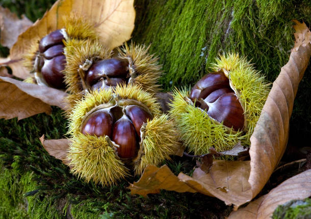 castagne