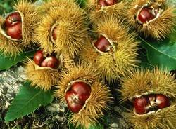 Castagne generica