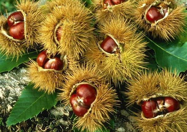 Castagne generica