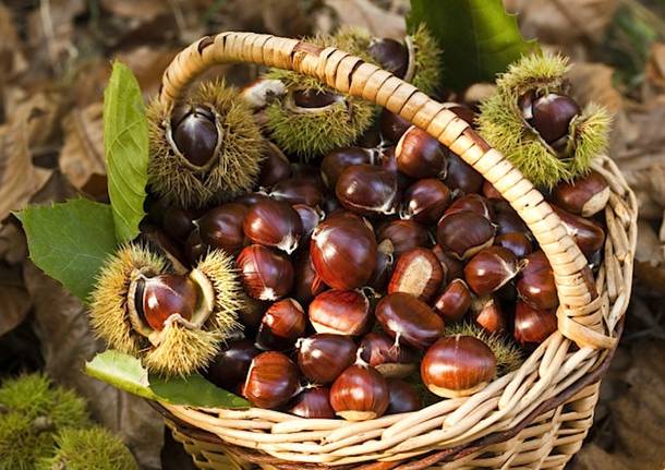 Castagne generica