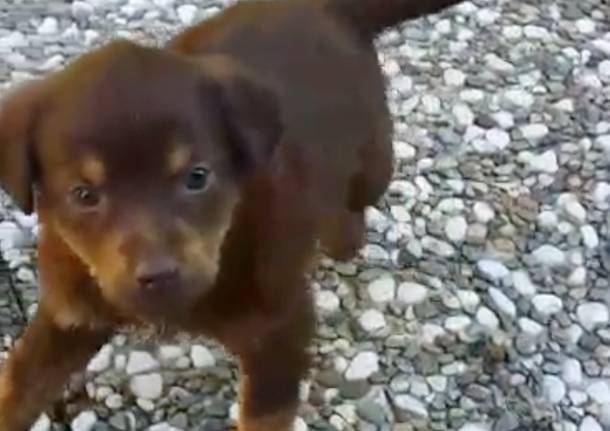 Cucciolo trovato a Porto Ceresio