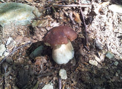 dumenza funghi 2015