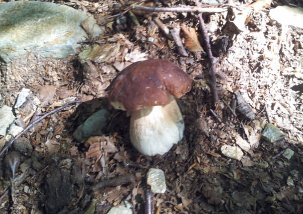 dumenza funghi 2015