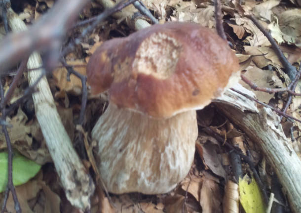 dumenza funghi 2015