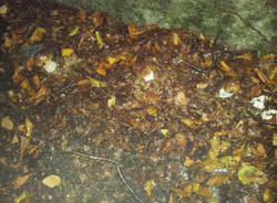 dumenza funghi 2015