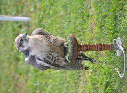 Festa medievale a Lissago