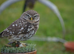 Festa medievale a Lissago