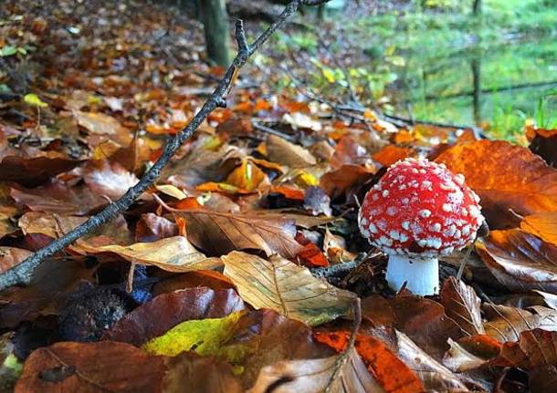Foto del giorno di ottobre