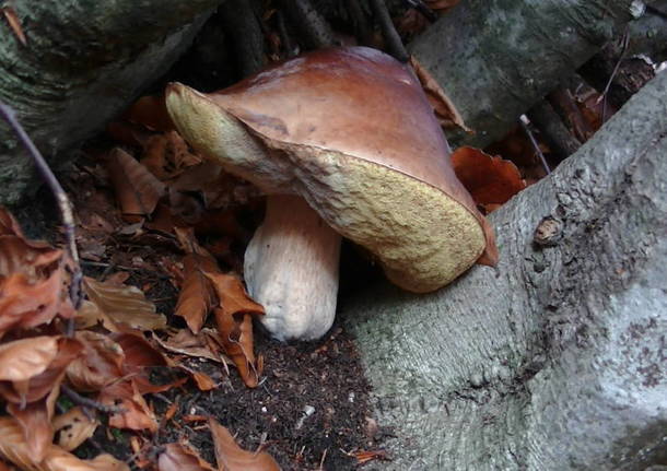 Foto del giorno di ottobre