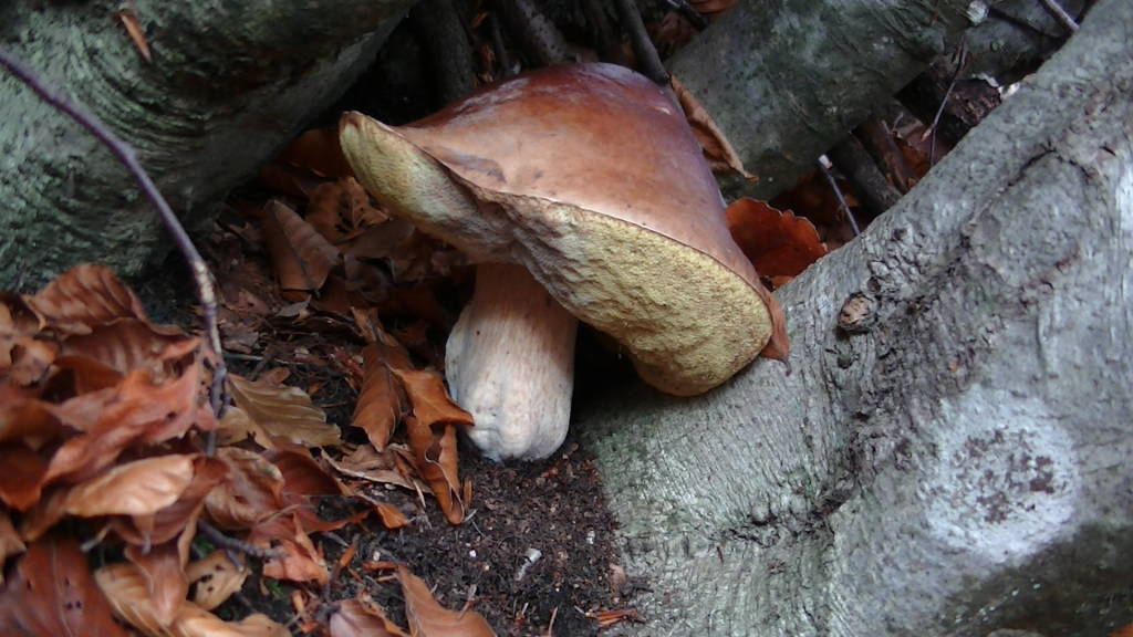 Foto del giorno di ottobre