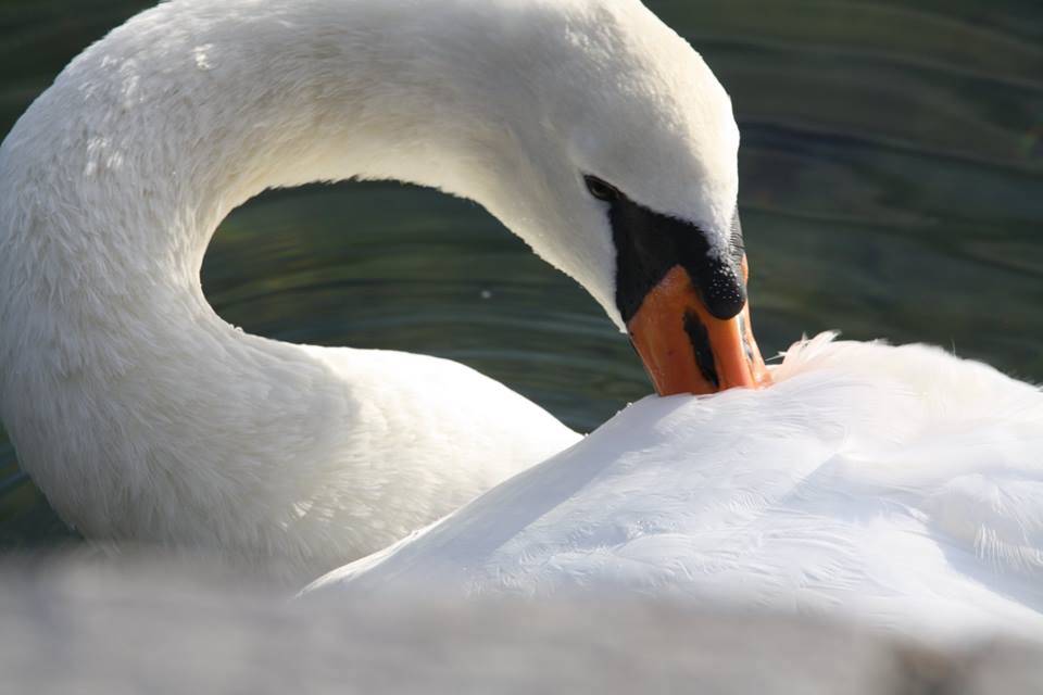 Foto del giorno di ottobre