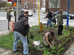 guerrilla gardening