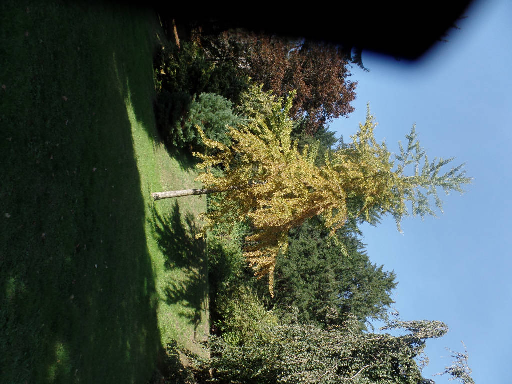 Il Gingko