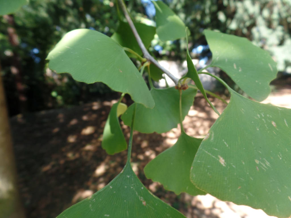 Il Gingko
