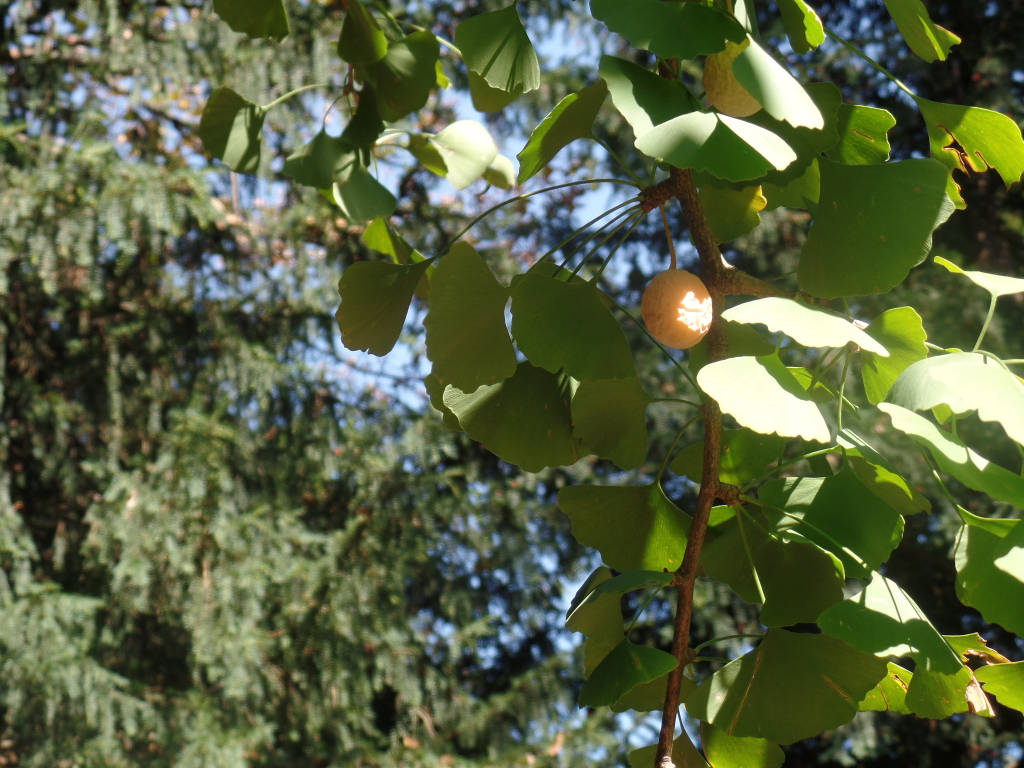 Il Gingko