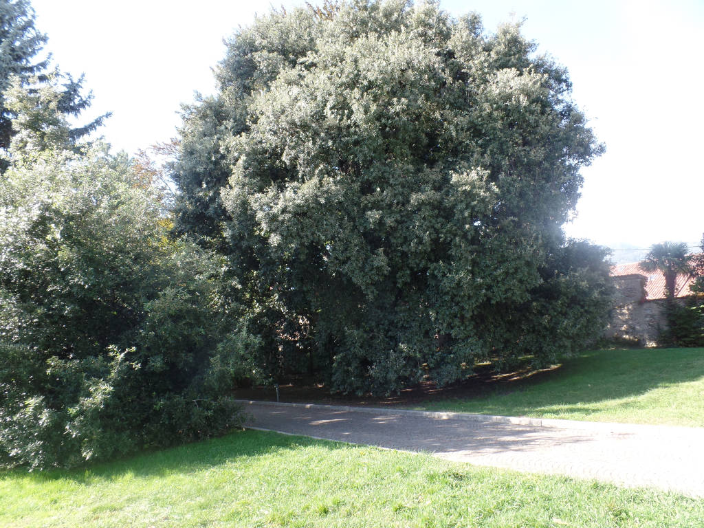 Il Gingko