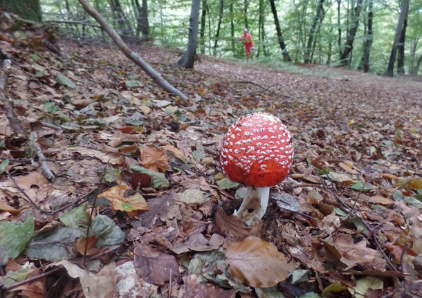 Il luppolo