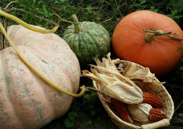 Merenda a scuola a base di zucca