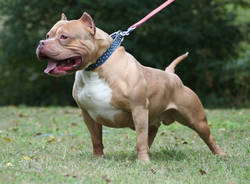 pitt bull