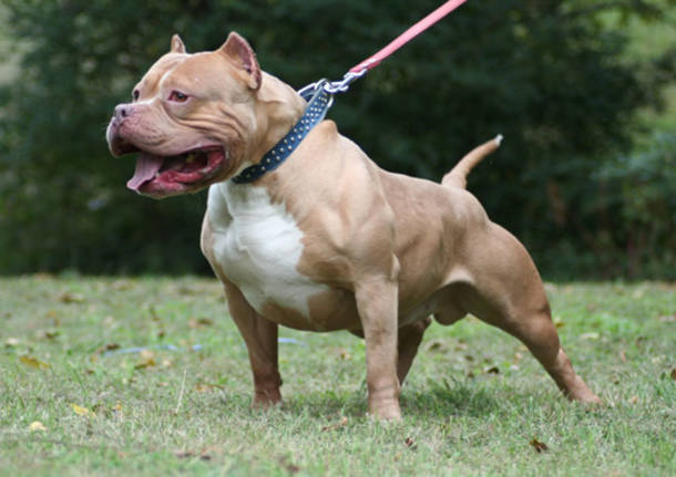 pitt bull