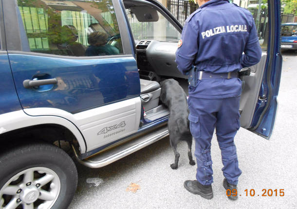 polizia locale legnano marijuana