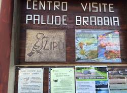 11 novembre 2015 palude brabbia inarzo