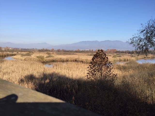 11 novembre 2015 palude brabbia inarzo