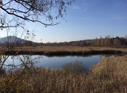 11 novembre 2015 palude brabbia inarzo